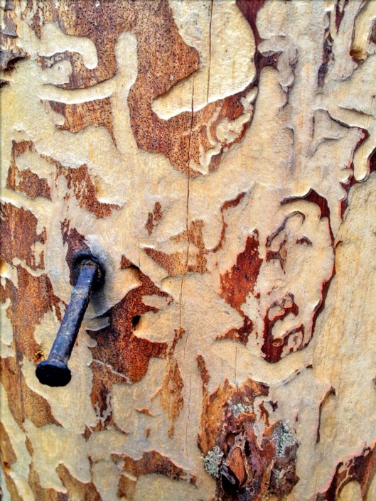 - Nature pierced by technology